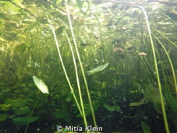 Wide angle underwater photography of the pond in my schoo... by Mitia Klein 
